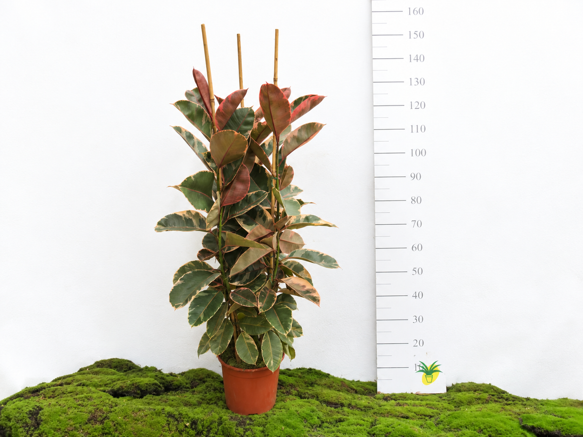 FICUS ELÁSTICA BELIZE M-25