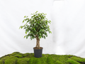 FICUS BENJAMINA ESPALDERA M-25