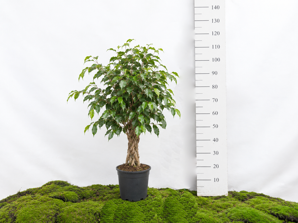 FICUS BENJAMINA ESPALDERA M-25