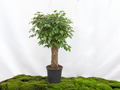 FICUS BENJAMINA COLUMNA ESPALDERA M-30