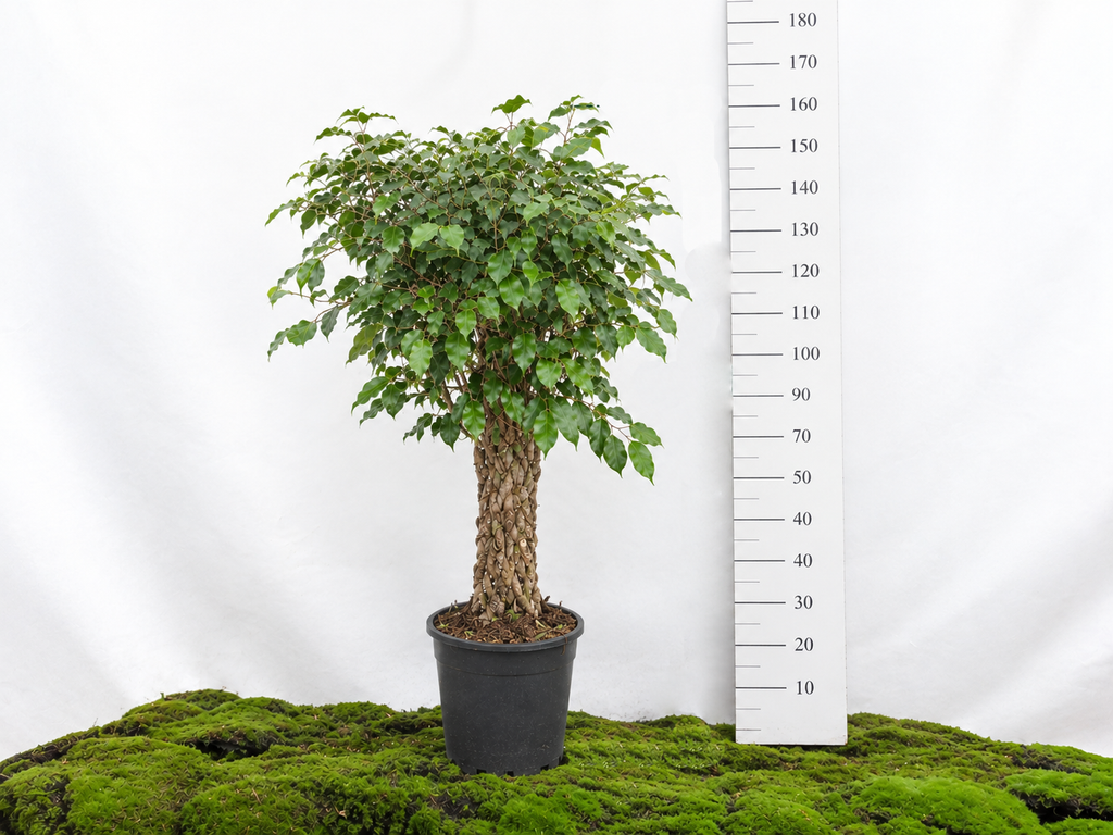 FICUS BENJAMINA COLUMNA ESPALDERA M-30