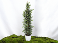 FICUS BENJAMINA DANIELLE M-27