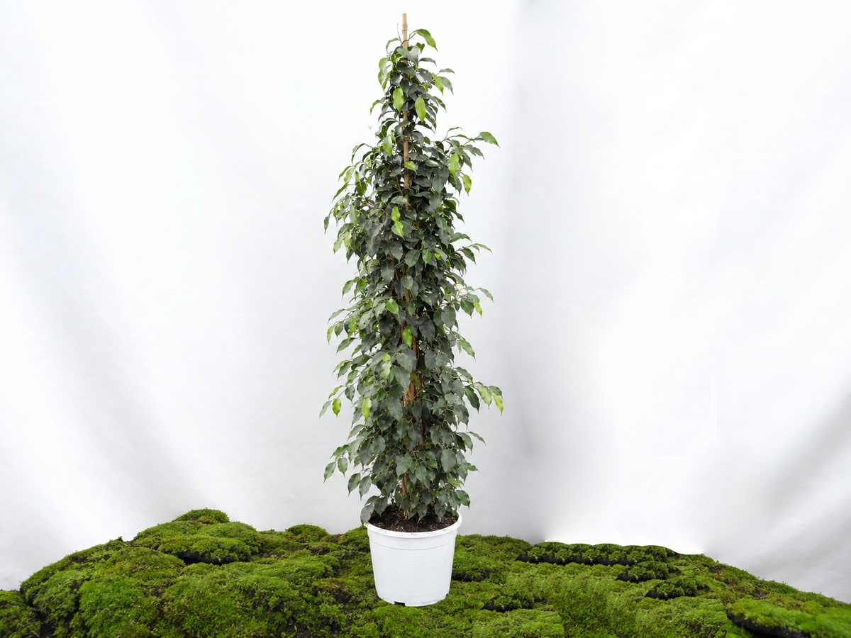 FICUS BENJAMINA DANIELLE M-27