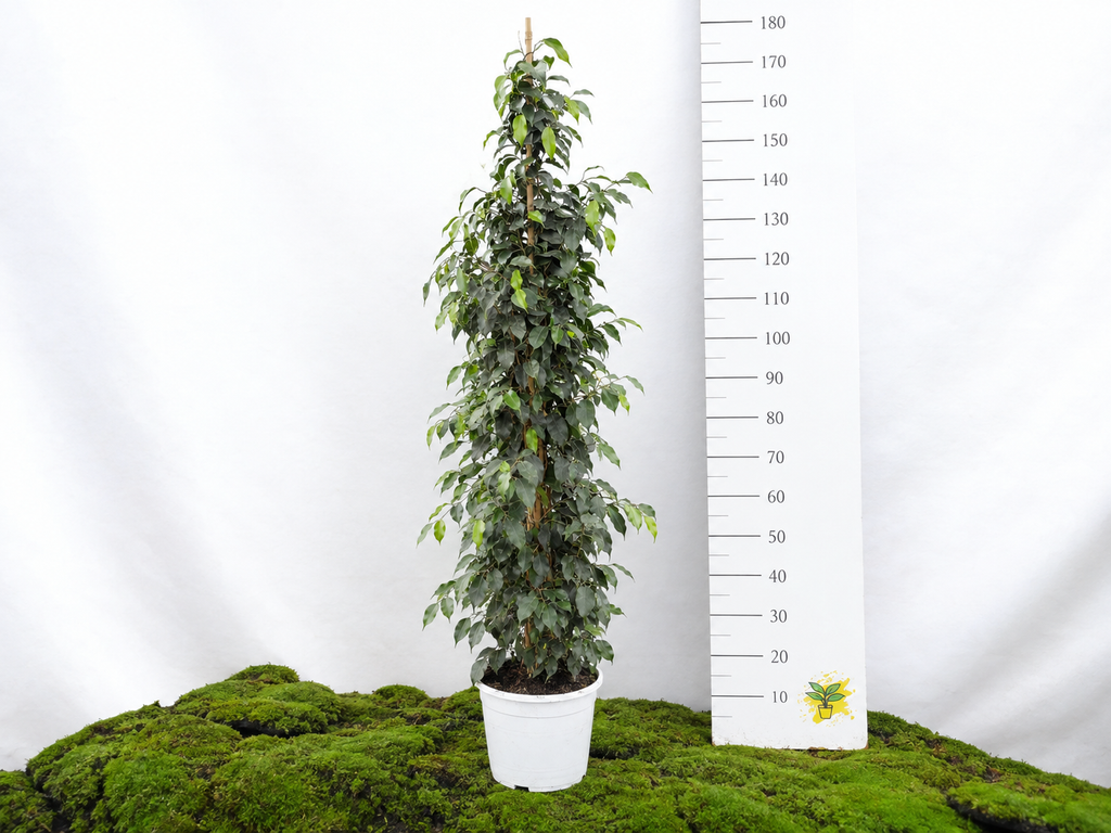 FICUS BENJAMINA DANIELLE M-27