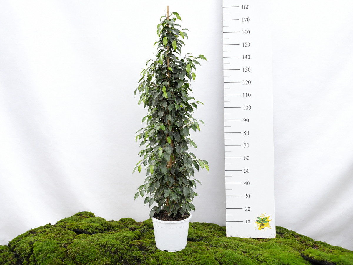 FICUS BENJAMINA DANIELLE M-27