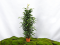 FICUS BENJAMINA DANIELLE M-22