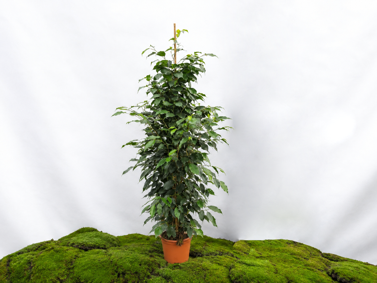 FICUS BENJAMINA DANIELLE M-22