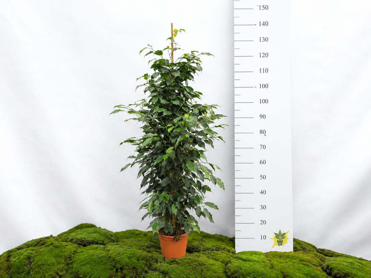 FICUS BENJAMINA DANIELLE M-22