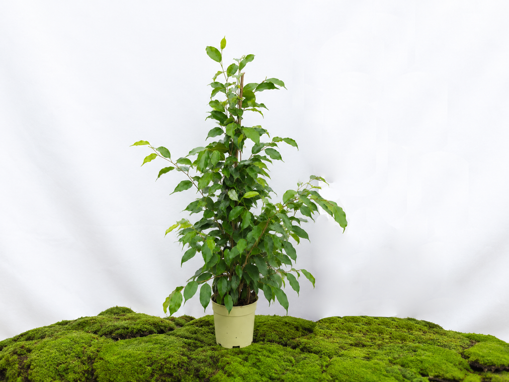 FICUS BENJAMINA EXOTICA M-17
