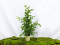 FICUS BENJAMINA EXOTICA M-17