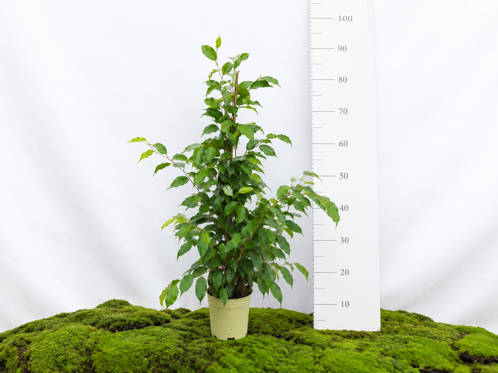 FICUS BENJAMINA EXOTICA M-17
