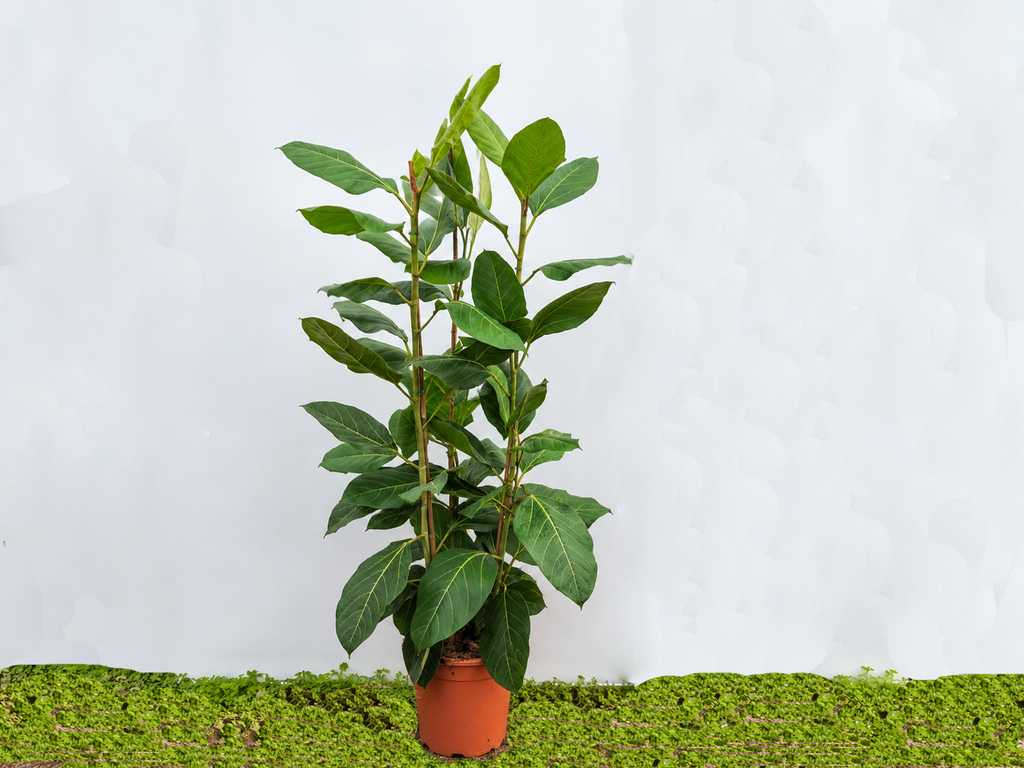 FICUS BENGHALENSIS JOY M-22