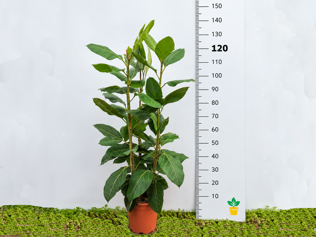 FICUS BENGHALENSIS JOY M-22