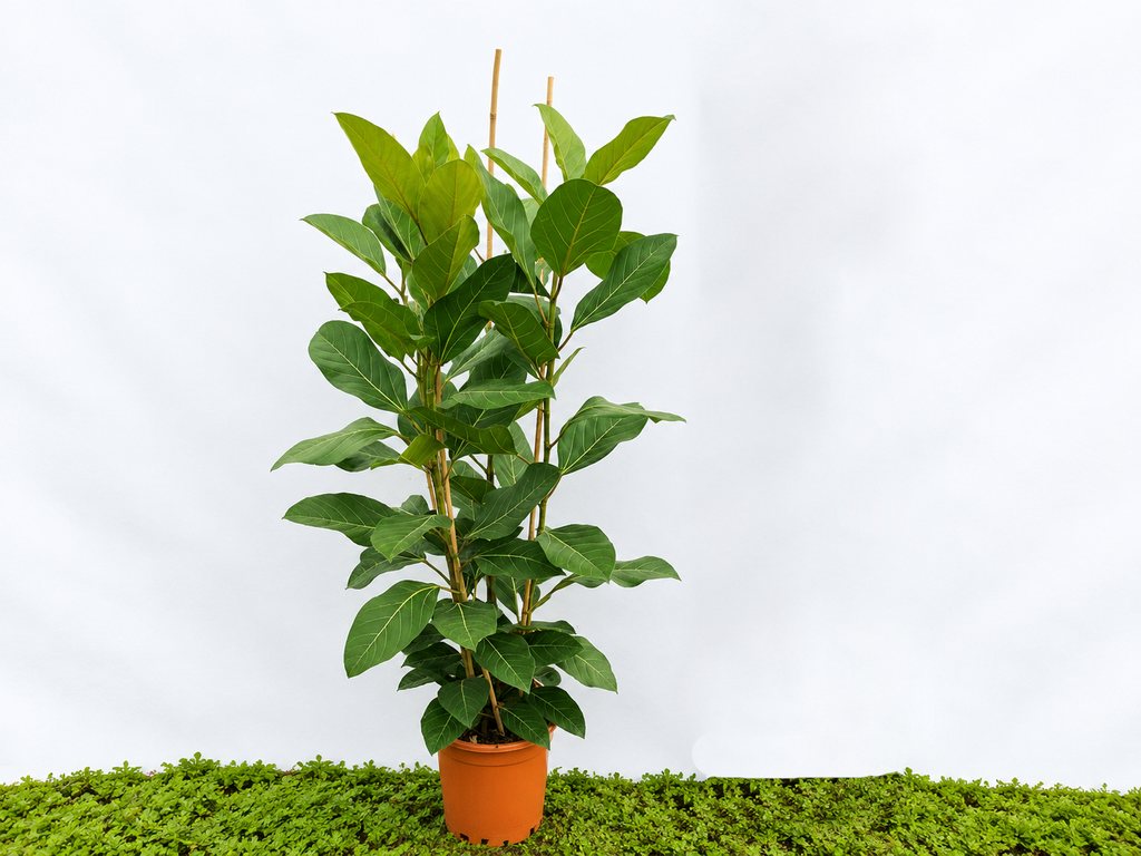 FICUS BENGHALENSIS JOY M-35