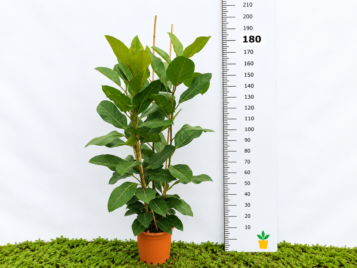 FICUS BENGHALENSIS JOY M-35