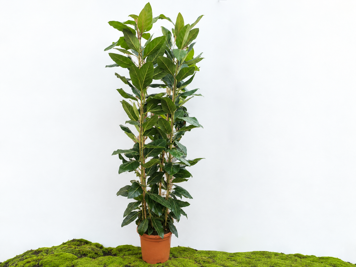 FICUS BENGHALENSIS JOY M-40