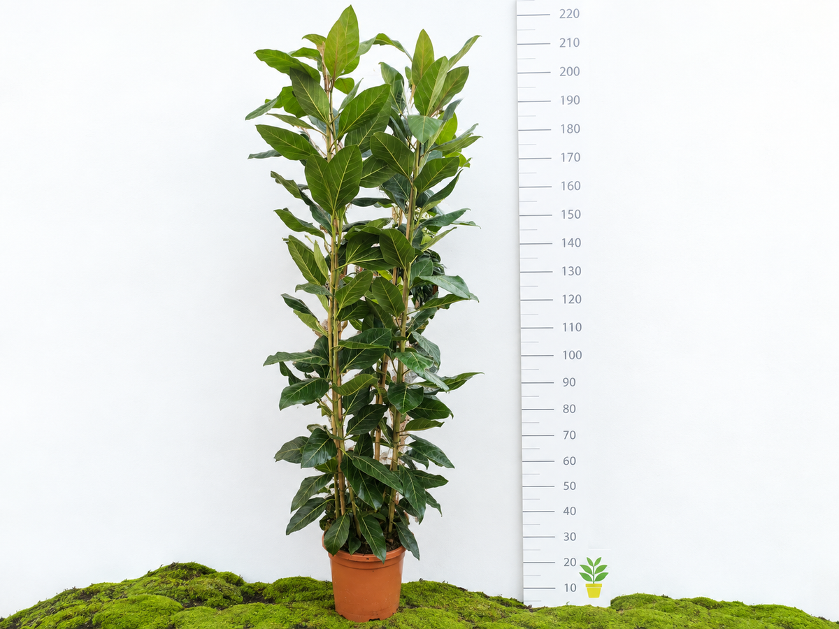 FICUS BENGHALENSIS JOY M-40