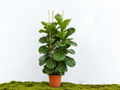 FICUS LYRATA M-25