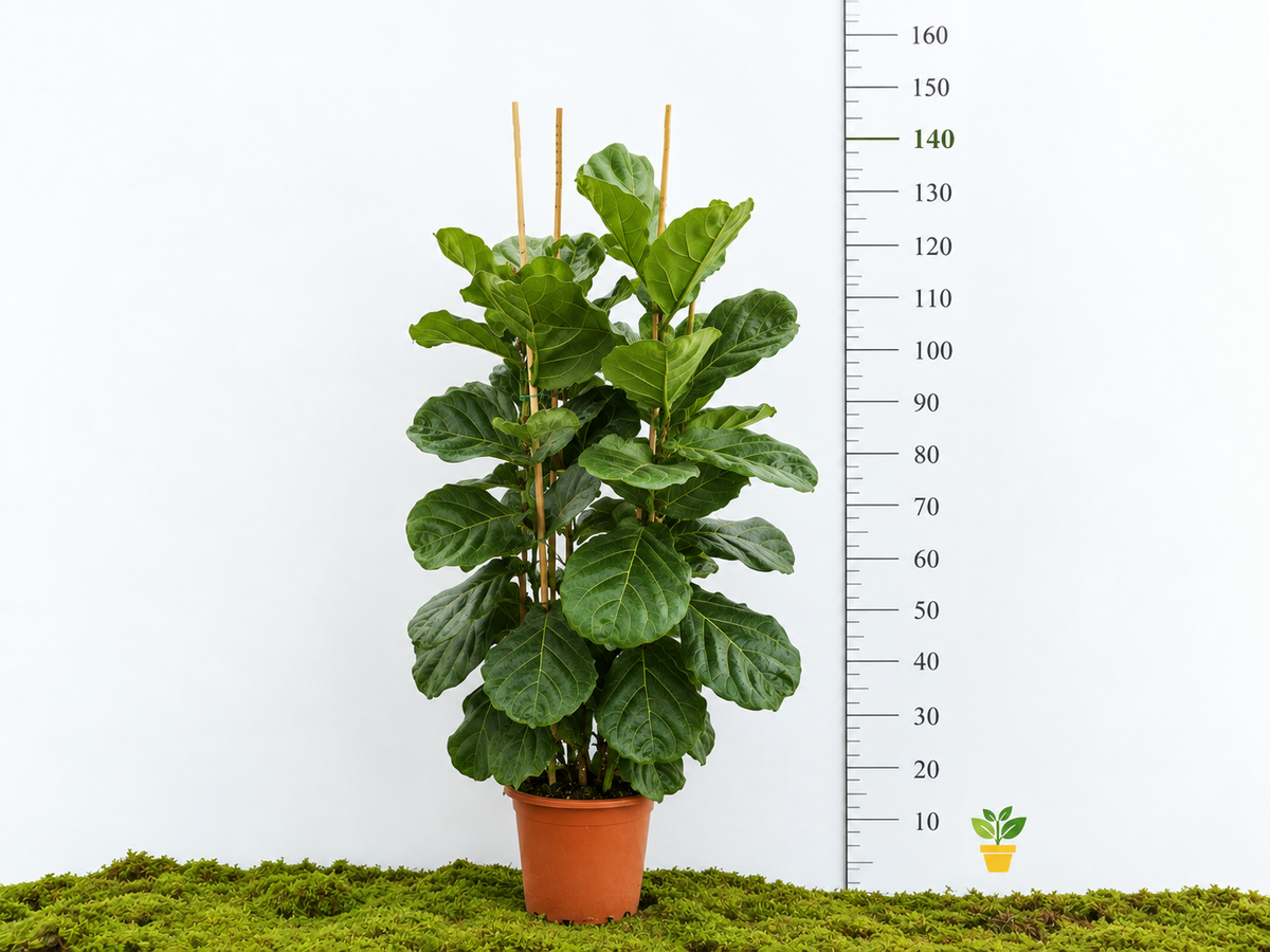 FICUS LYRATA M-25