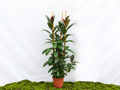 FICUS ELÁSTICA MELANY M-25