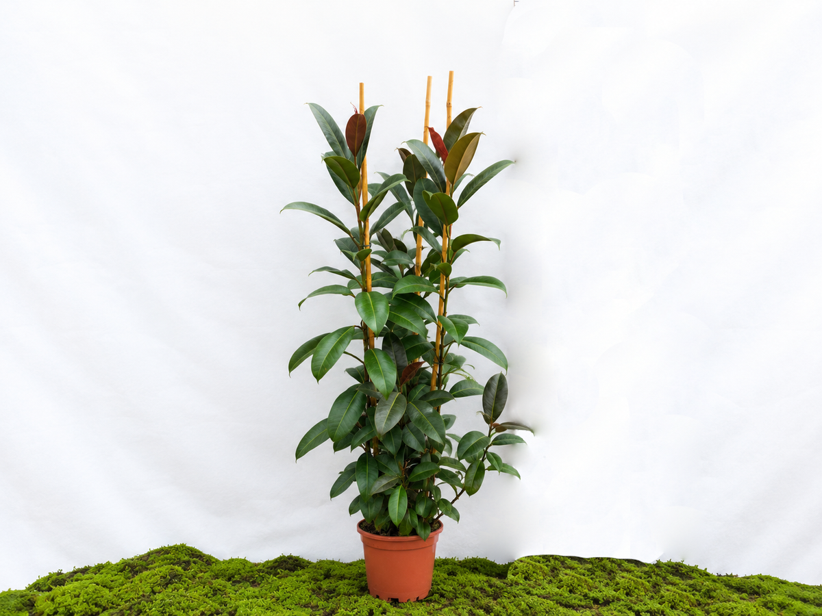 FICUS ELÁSTICA MELANY M-25