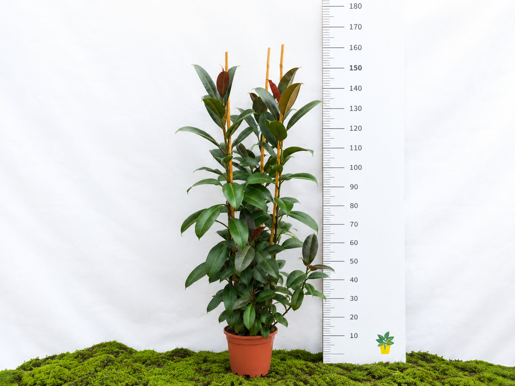 FICUS ELÁSTICA MELANY M-25