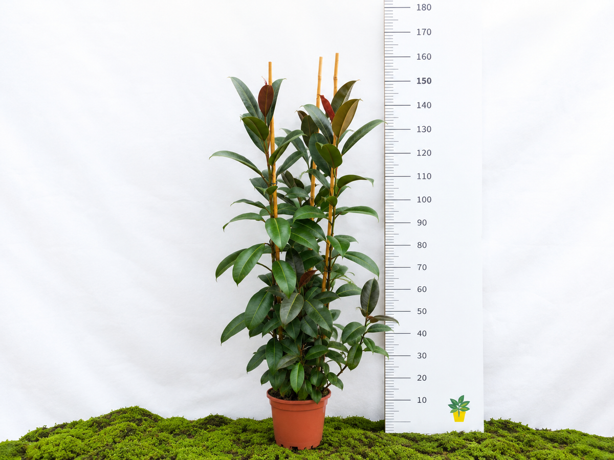 FICUS ELÁSTICA MELANY M-25