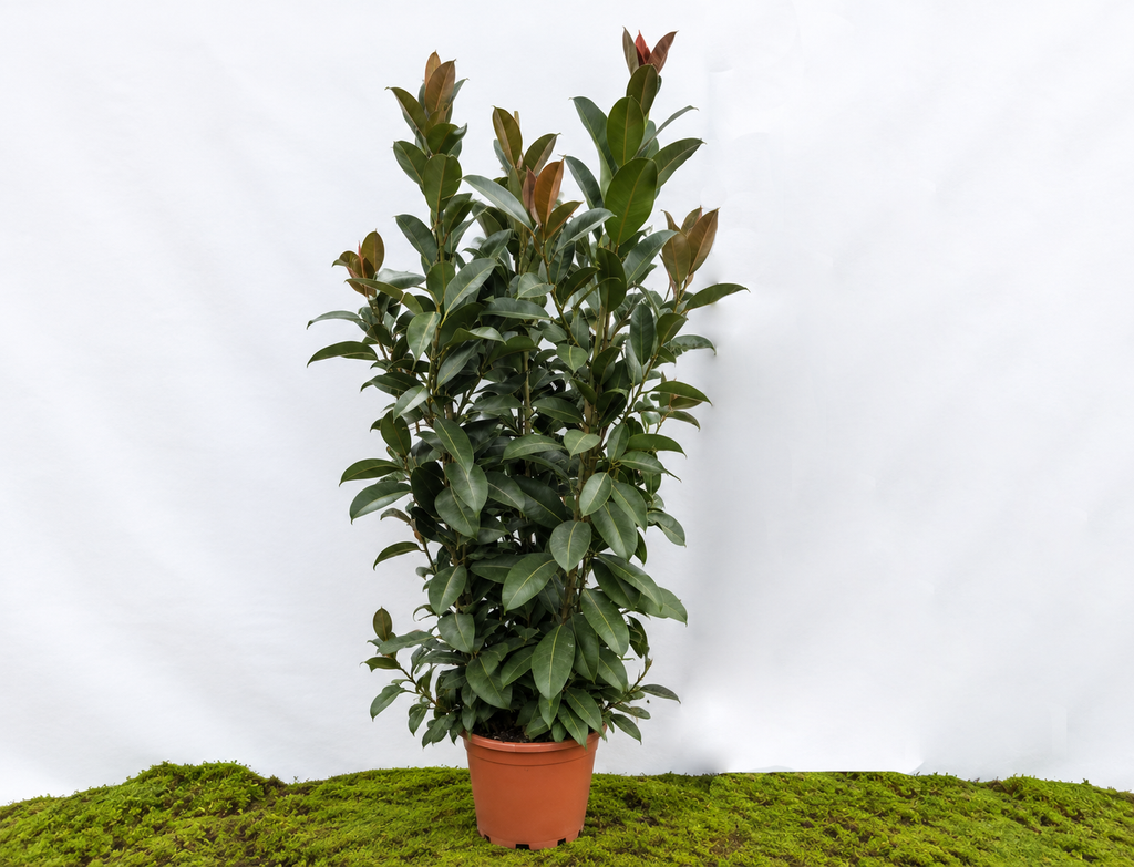 FICUS ELÁSTICA MELANY M-35