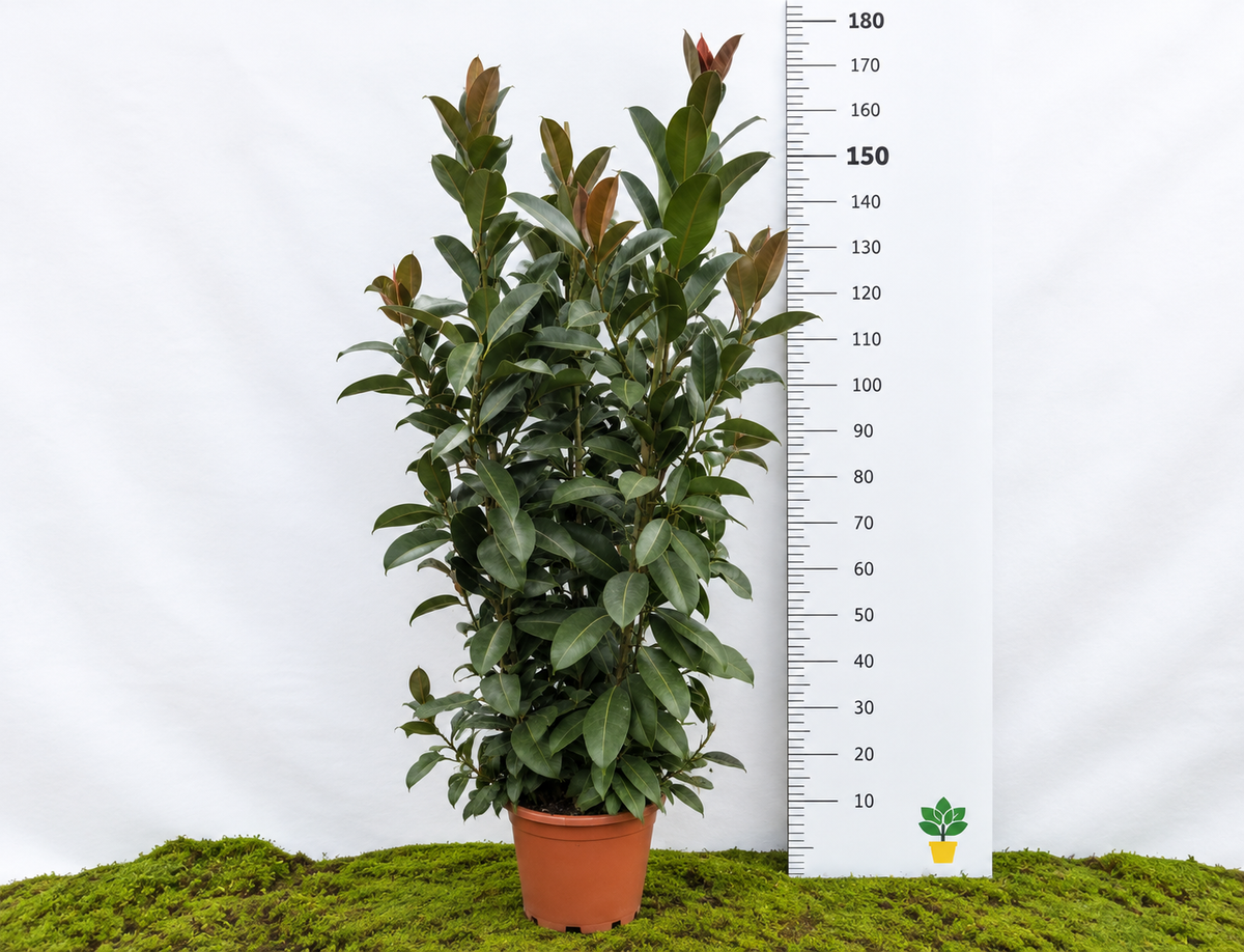 FICUS ELÁSTICA MELANY M-35