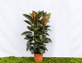 FICUS ELÁSTICA PINK 3PP M-22