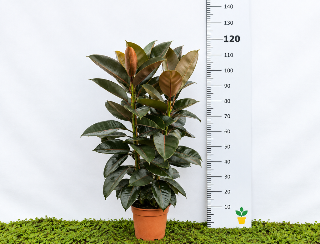 FICUS ELÁSTICA PINK 3PP M-22