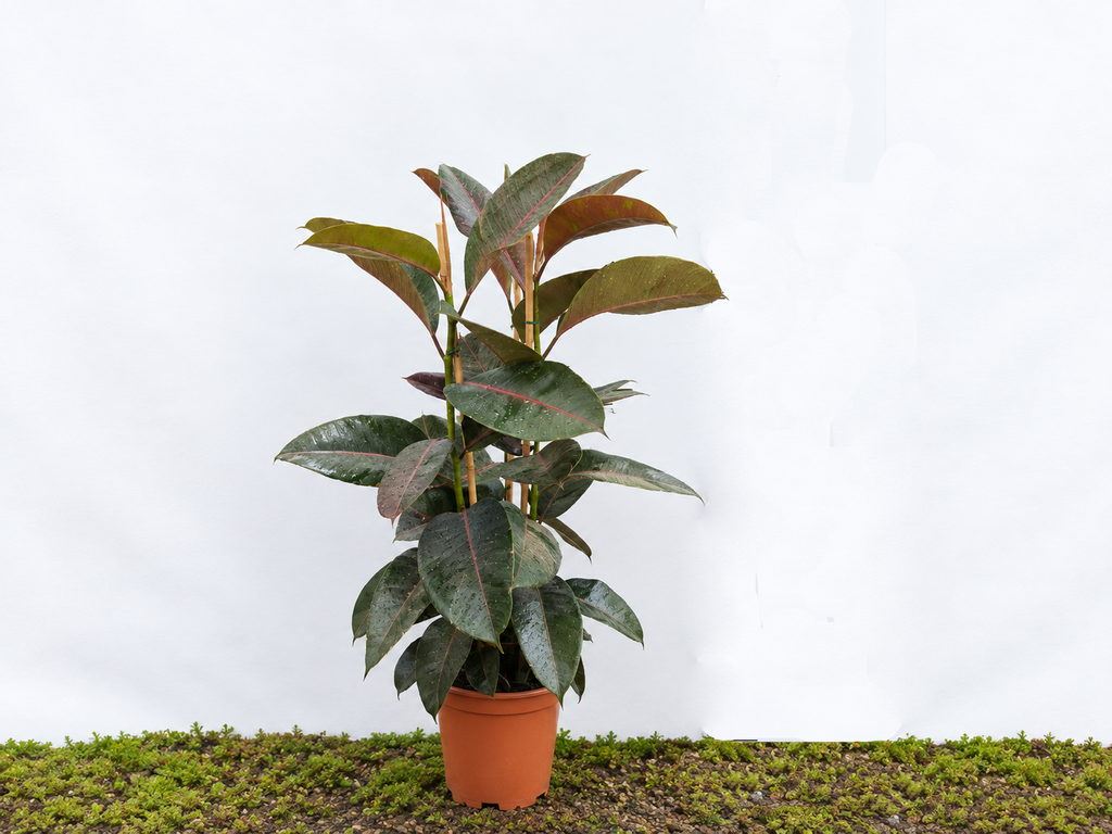 FICUS ELÁSTICA PINK M-20
