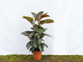 FICUS ELÁSTICA PINK M-20