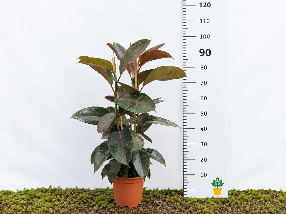 FICUS ELÁSTICA PINK M-20