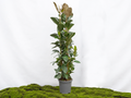 FICUS ELÁSTICA ROBUSTA 3PP M-40