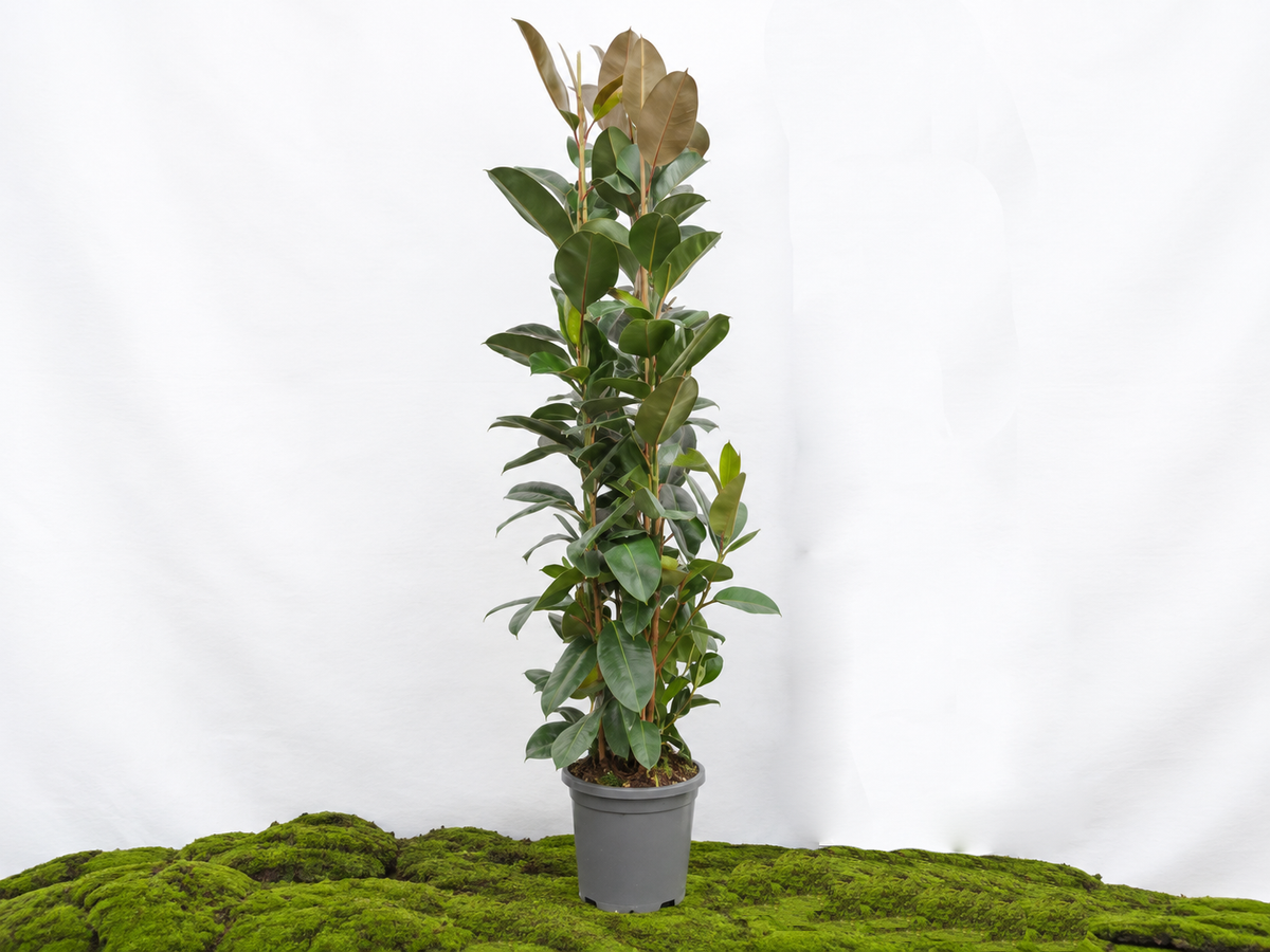 FICUS ELÁSTICA ROBUSTA 3PP M-40