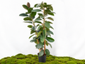 FICUS ELÁSTICA ELASTICA ROBUSTA III M-30