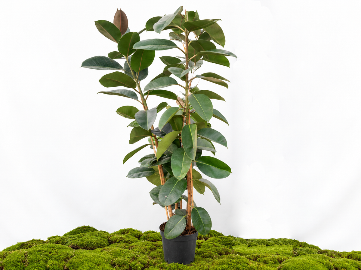 FICUS ELÁSTICA ELASTICA ROBUSTA III M-30