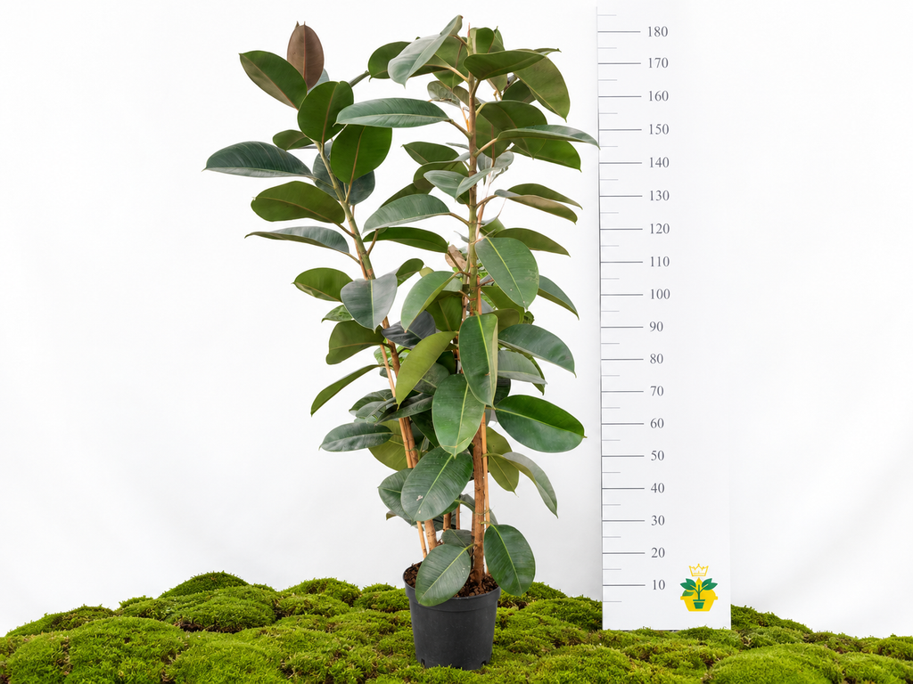 FICUS ELÁSTICA ELASTICA ROBUSTA III M-30
