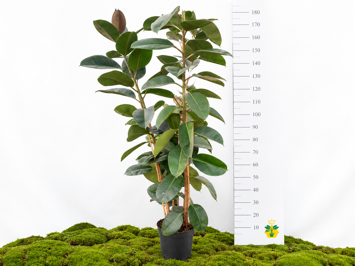 FICUS ELÁSTICA ELASTICA ROBUSTA III M-30