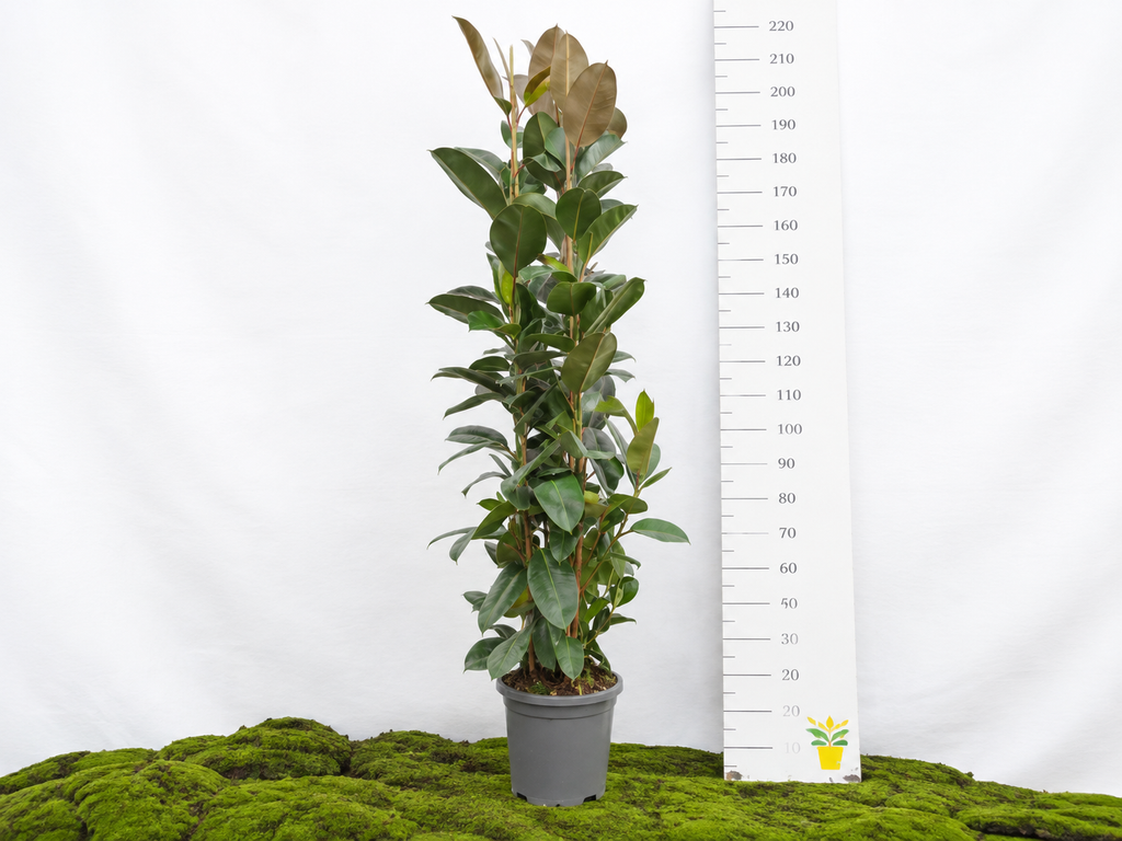 FICUS ELÁSTICA ROBUSTA 3PP M-40