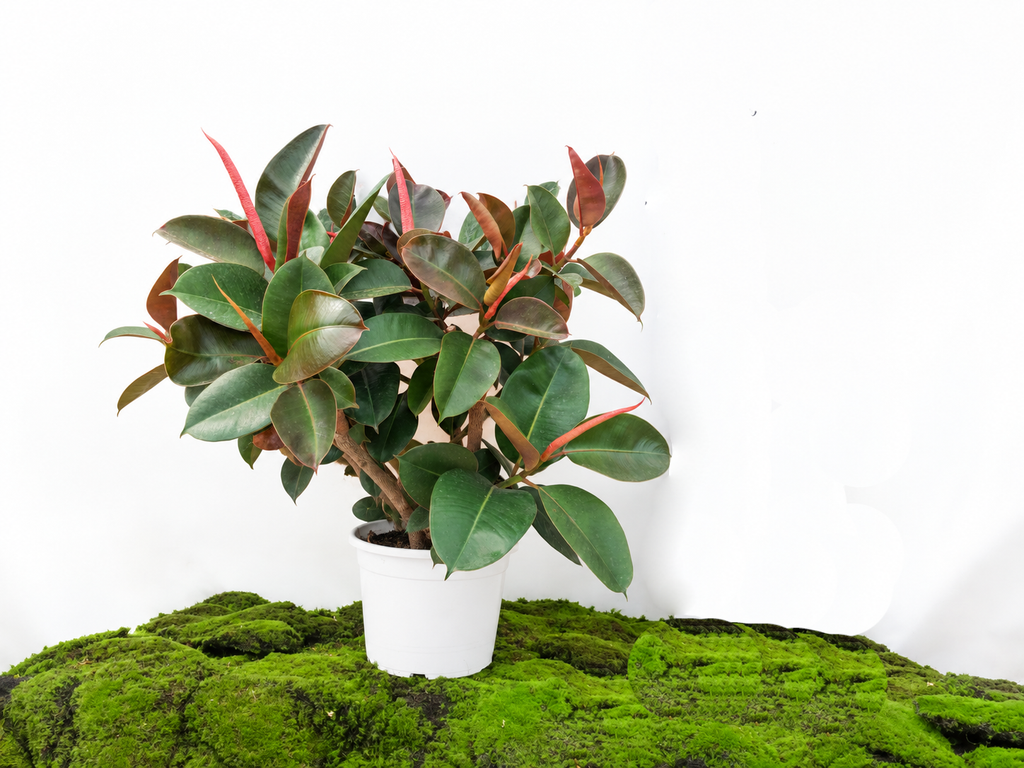FICUS ELÁSTICA ROBUSTA ARBUSTIVO M-30