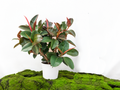 FICUS ELÁSTICA ROBUSTA ARBUSTIVO M-30