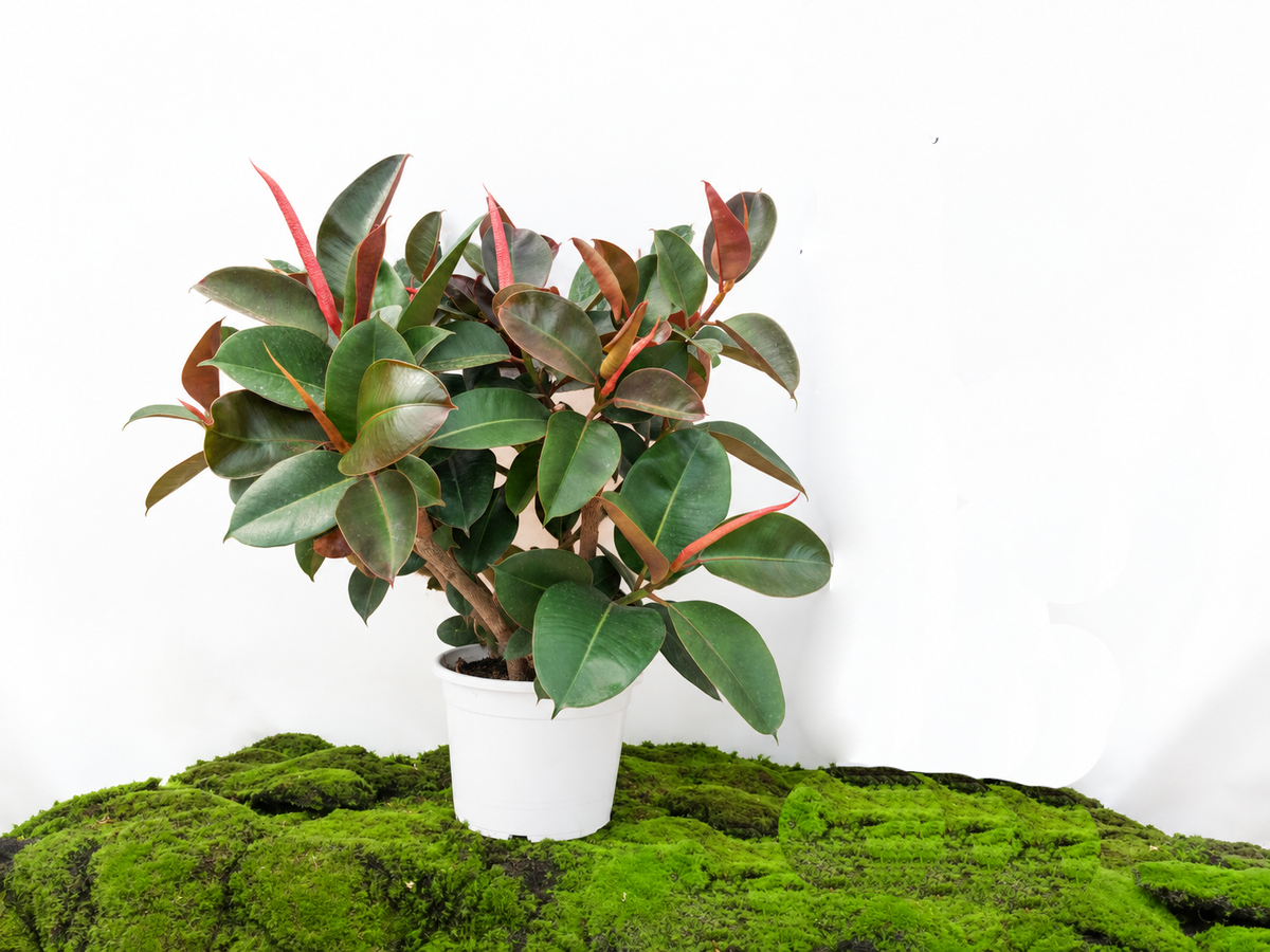 FICUS ELÁSTICA ROBUSTA ARBUSTIVO M-30