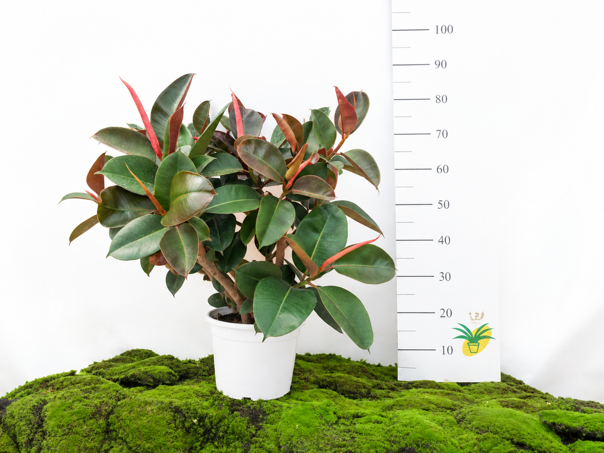 FICUS ELÁSTICA ROBUSTA ARBUSTIVO M-30