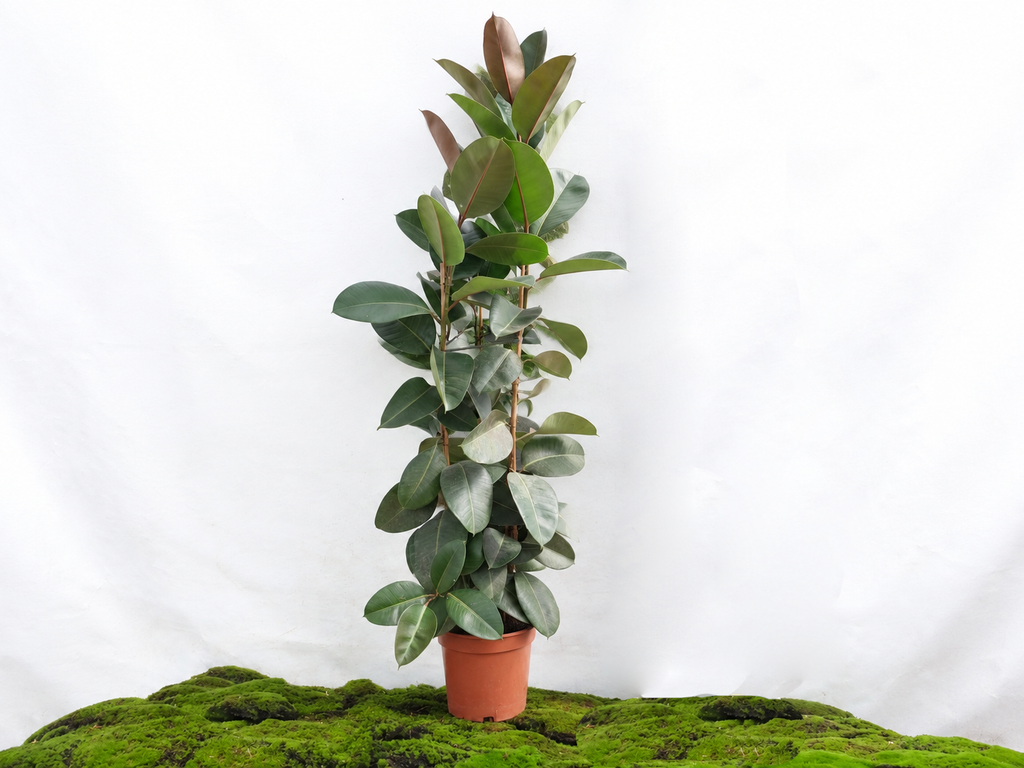 FICUS ELÁSTICA ROBUSTA 3 PP M-25