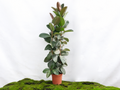 FICUS ELÁSTICA ROBUSTA 3 PP M-25