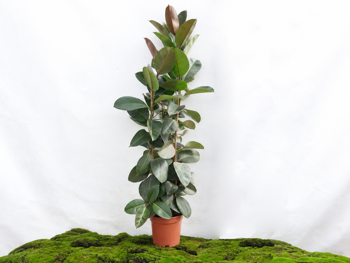FICUS ELÁSTICA ROBUSTA 3 PP M-25