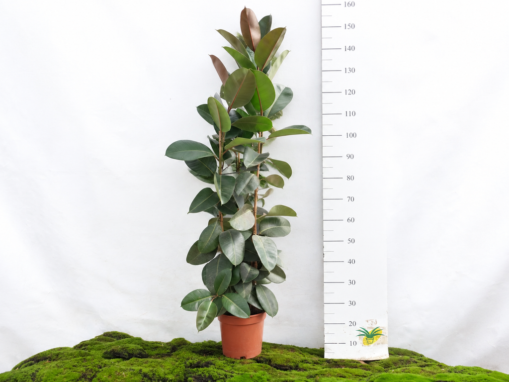FICUS ELÁSTICA ROBUSTA 3 PP M-25