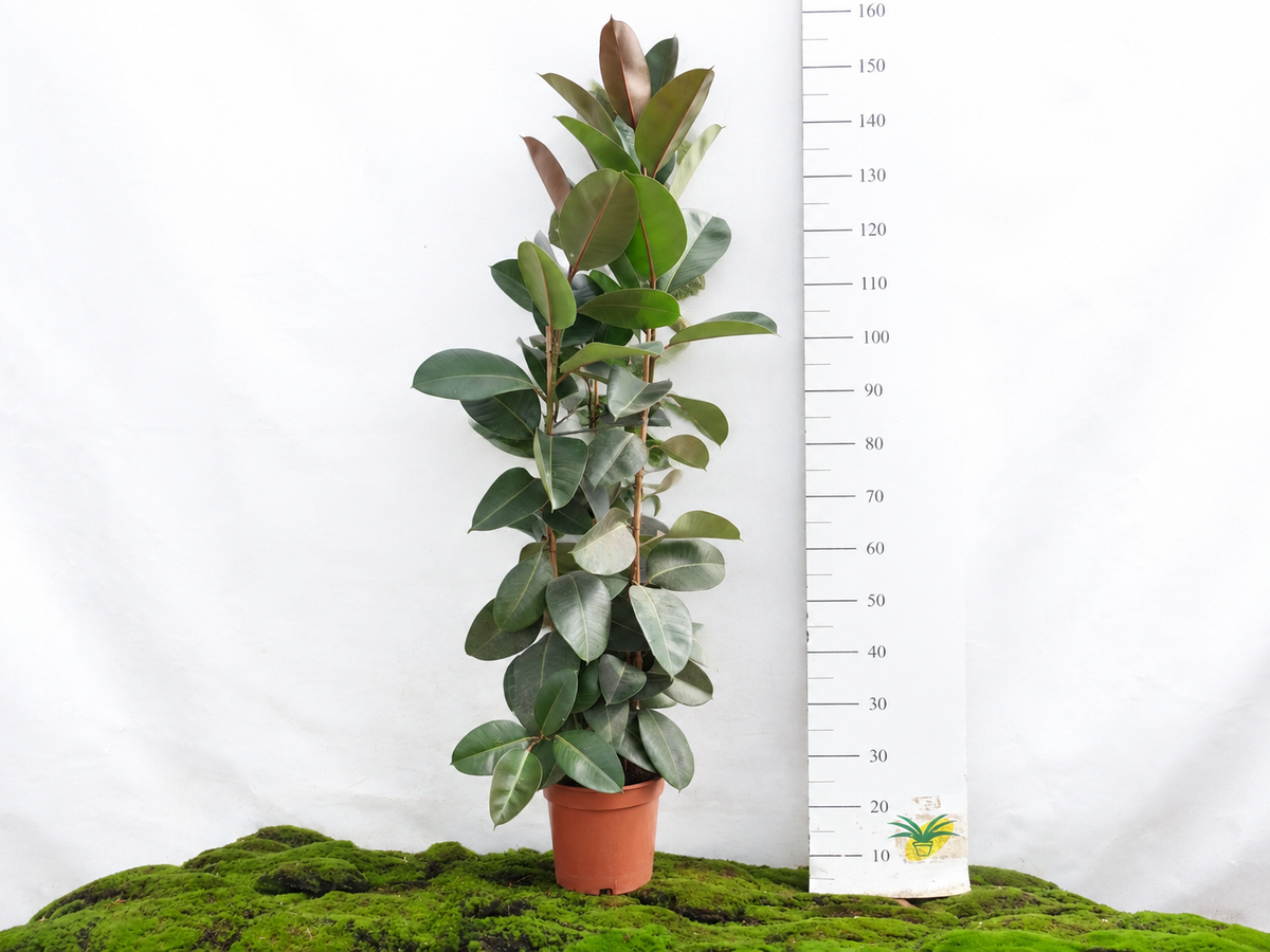 FICUS ELÁSTICA ROBUSTA 3 PP M-25